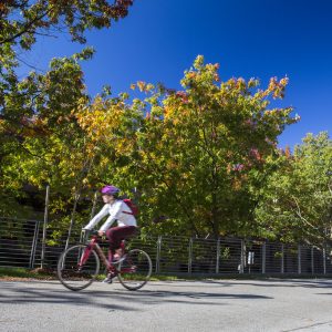 UW Photo of biker on campus